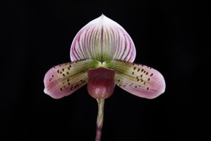 Paphiopedilum Voodoo Fred Slipper Zone Dorsal Diva HCC/AOS 76 pts.